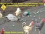 Easter bunny small.JPG
